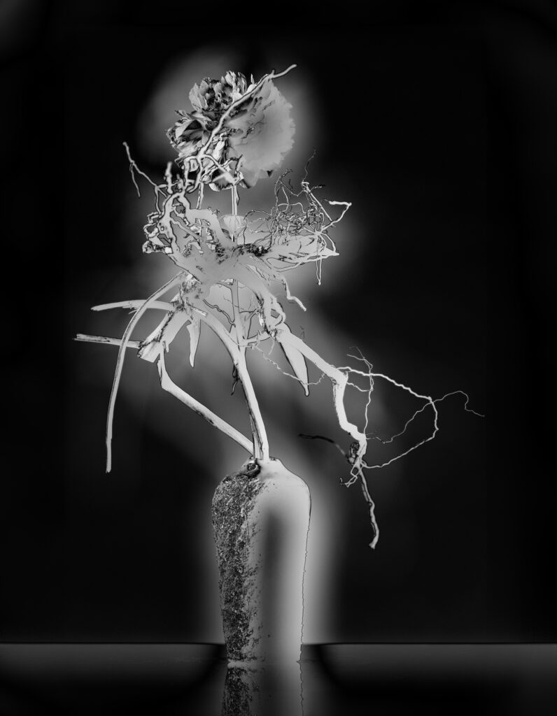 芍薬 | Syakuyaku