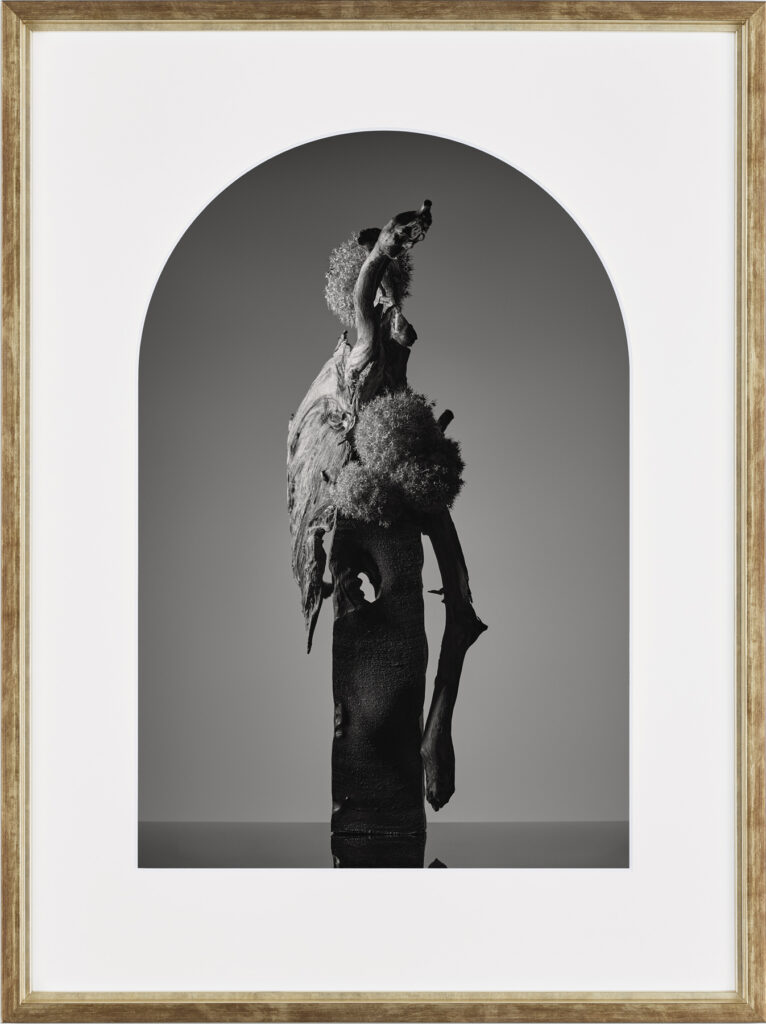 花葱 | Giganteum
