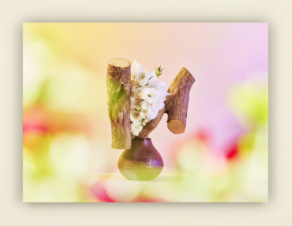 白薔薇 | White rose
